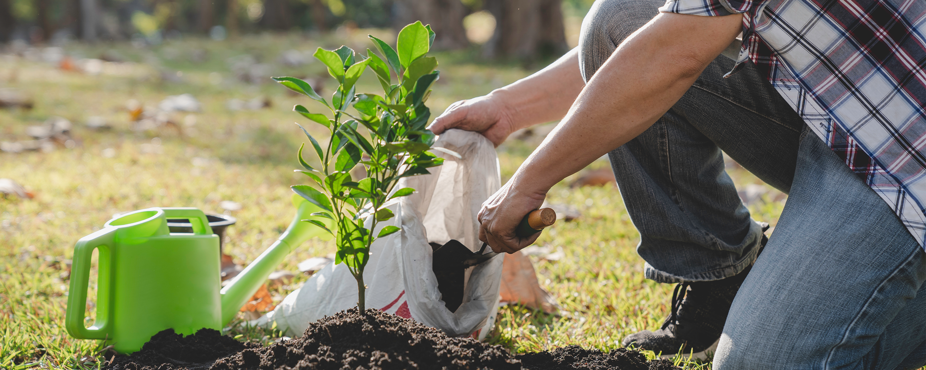 Hands planting a tree sapling in the ground with a green watering can beside it.