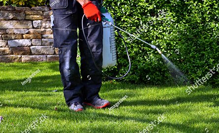 spraying the lawn with pesticides