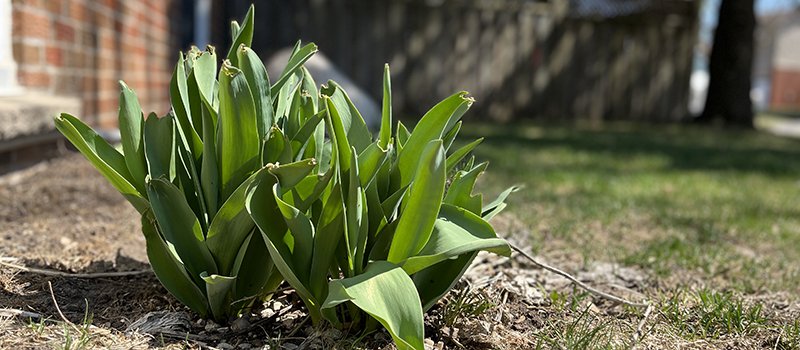 A picture of a plant growing in a garden in early spring