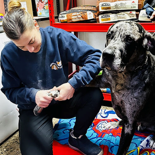 Michelle's Paw-Fect Pets Day Care & Grooming A woman kneeling beside a dog