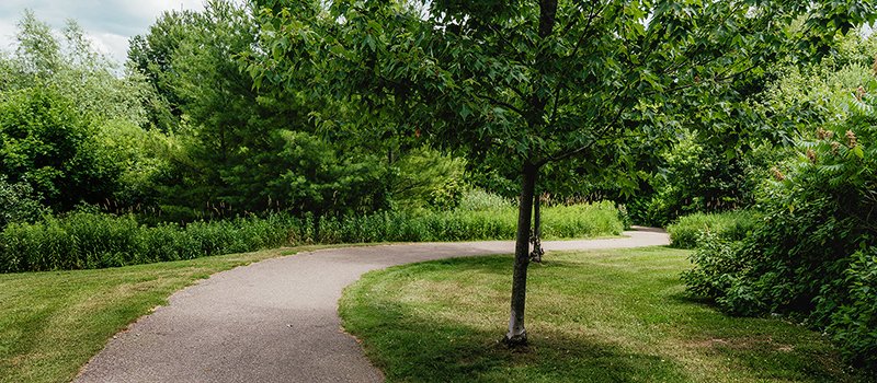 A paved trailway curves through a wooded area with lots of foliage and brush.