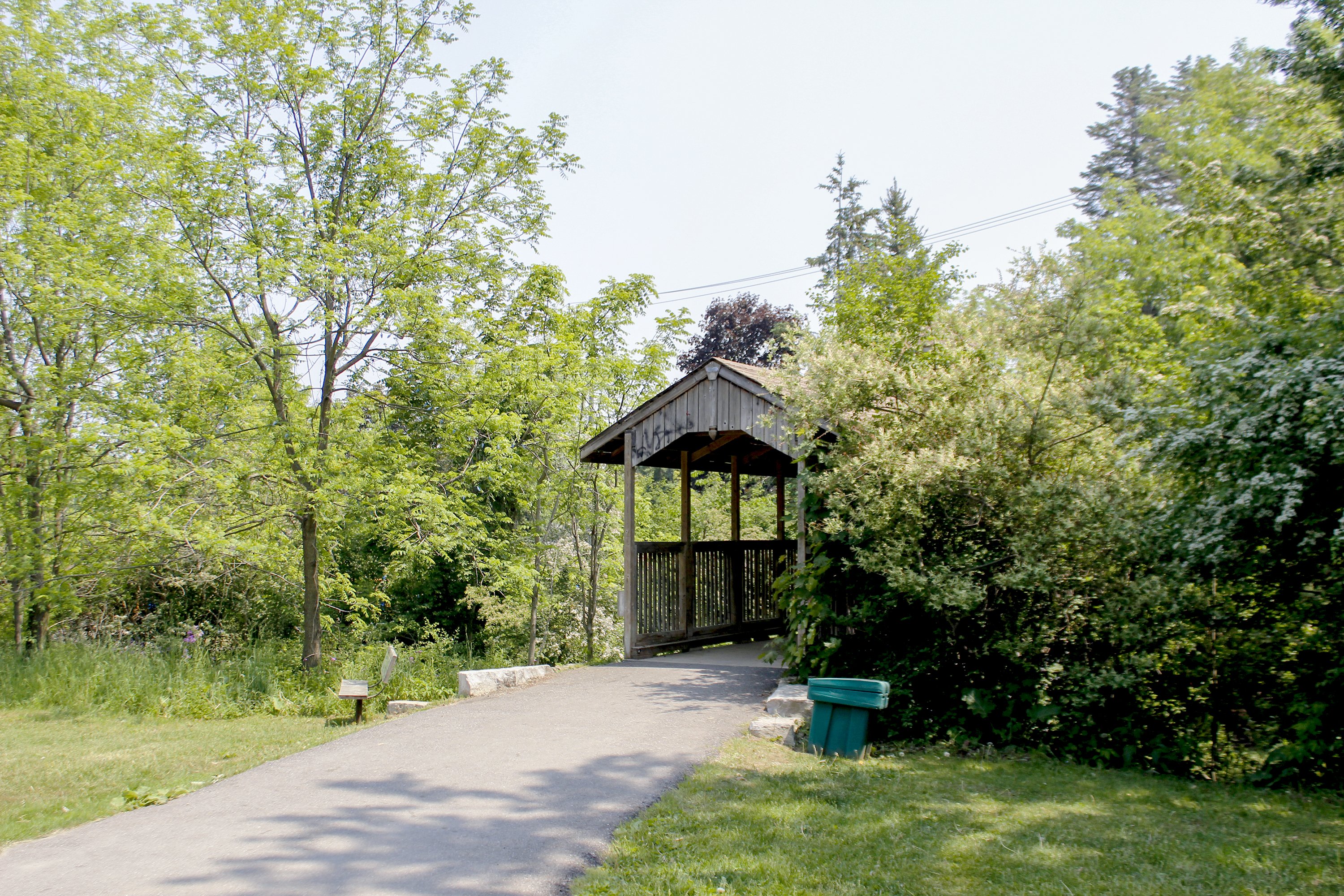 Trees surrounding a park bridge