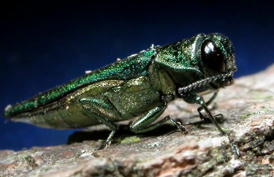 A picture of the Emerald Ash Borer insect