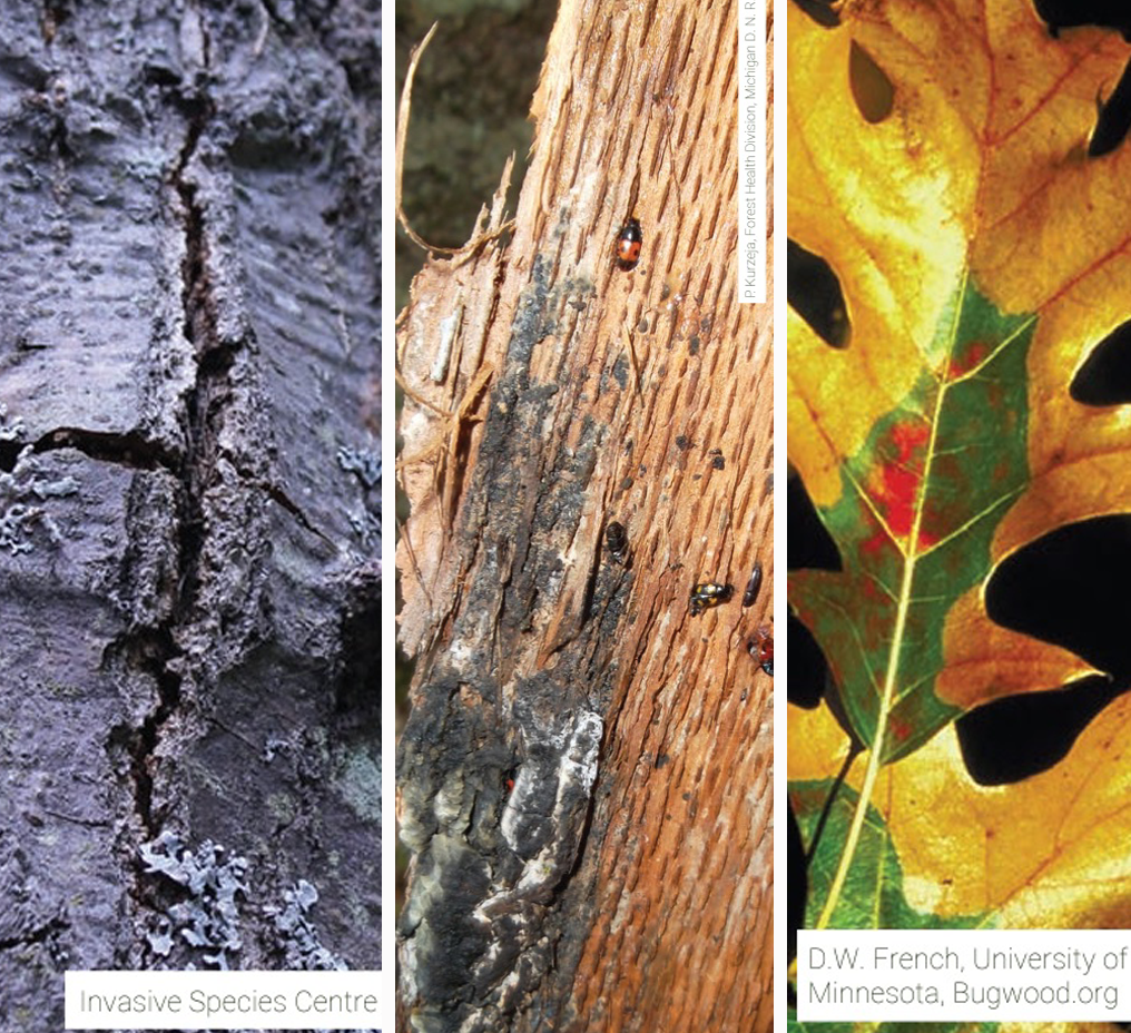Three images depicting signs of an oak tree infected with oak wilt