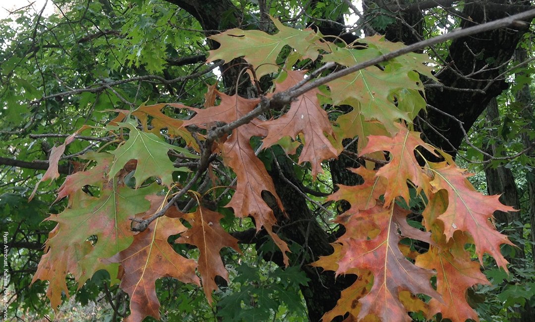 A tree infected by Oak wilt