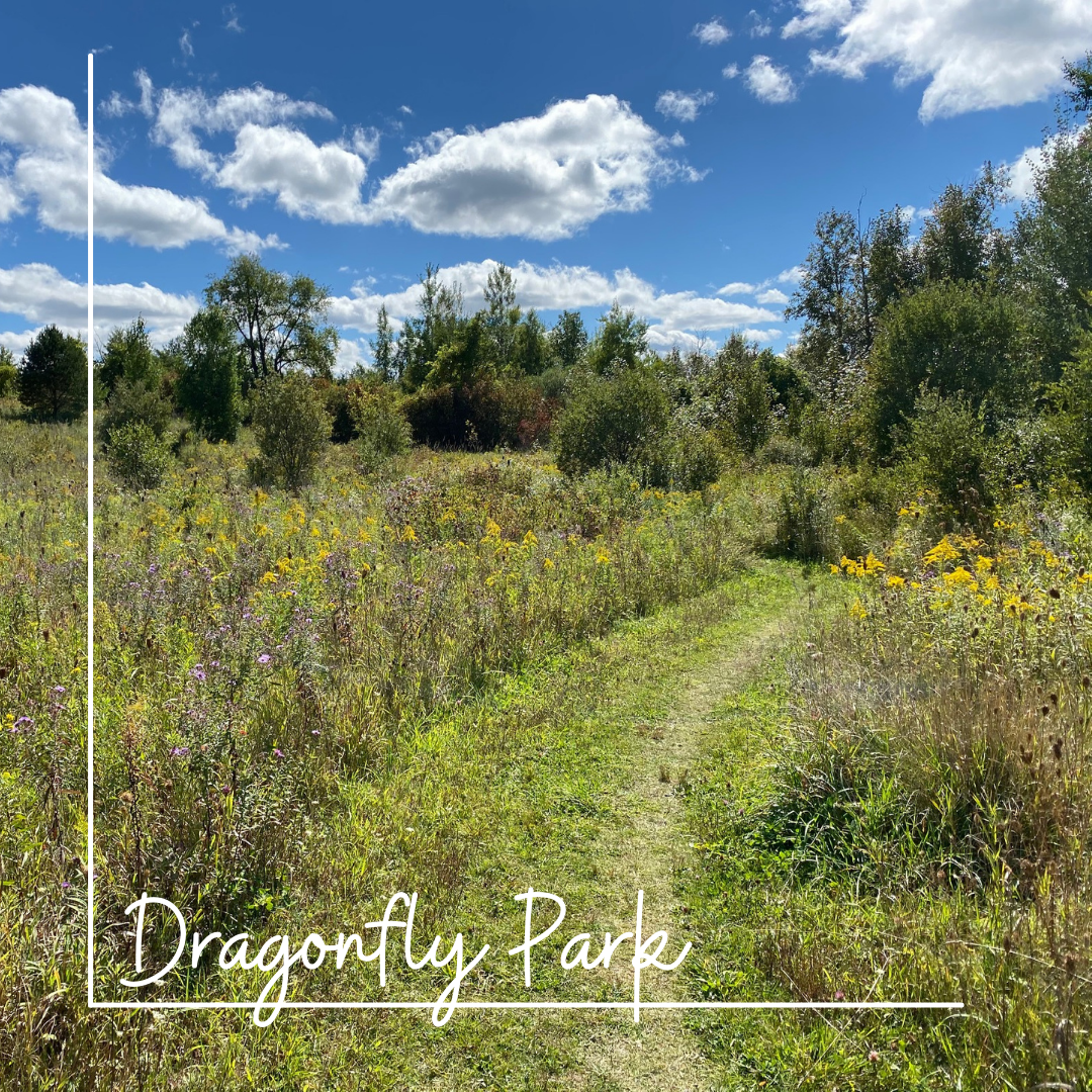 Dragonfly Park