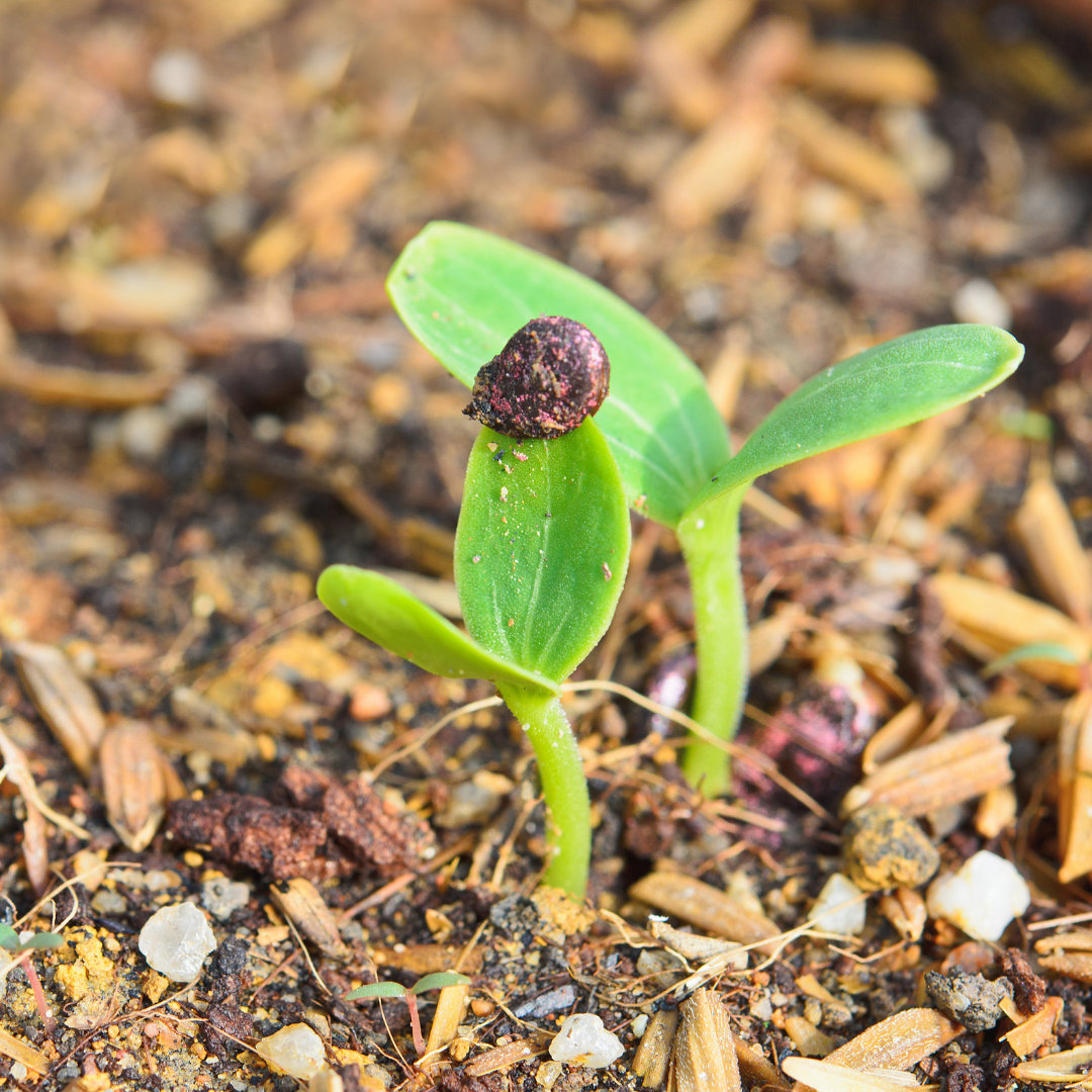 Plant sprouting