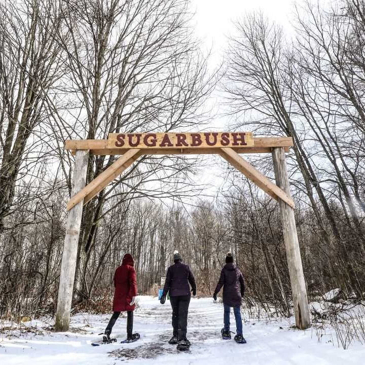 Three adults snowshoeing in a sugarbush