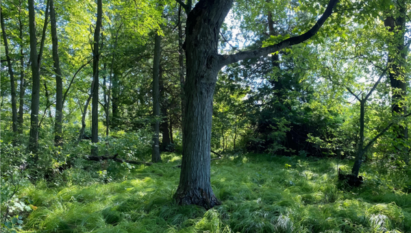 Digital illustration of a lush green forest clearing