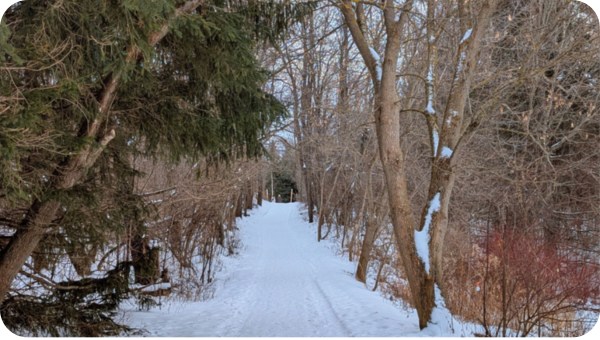 A snowy hiking trail through a thick forest