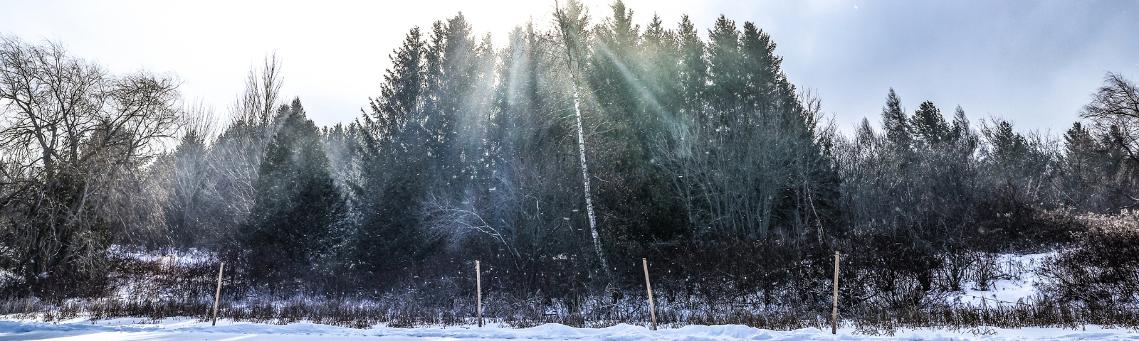 view of a snow and tree-filled field