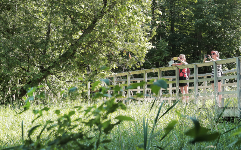 Two woman taking photos on a boardwalk surrounded by tress