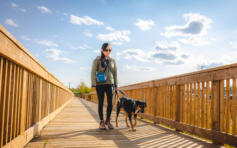 A woman walking a dog on a wooden boardwalk 